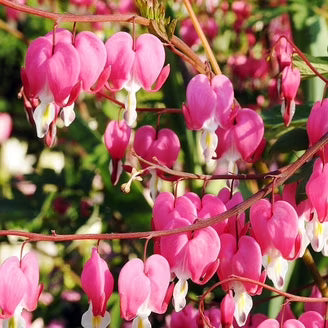Bleeding Heart flower seeds