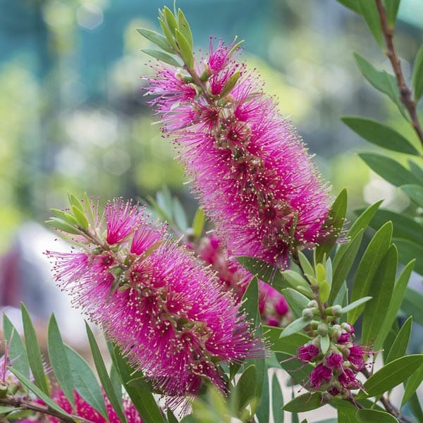 Pink Bottle flower seeds