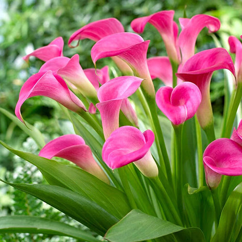 Dark Pink flower seeds