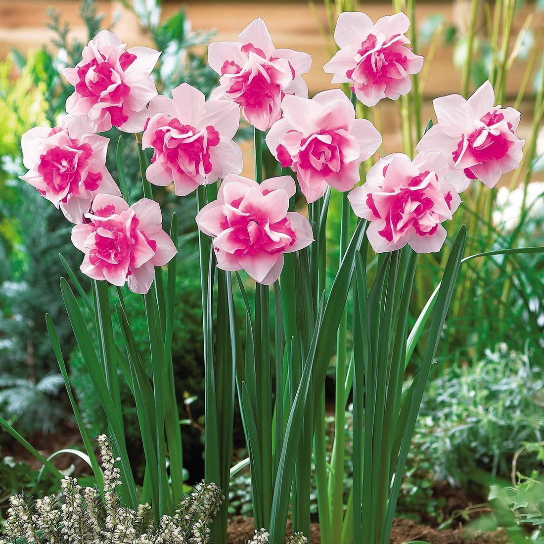 Pink Daffodil flower seeds