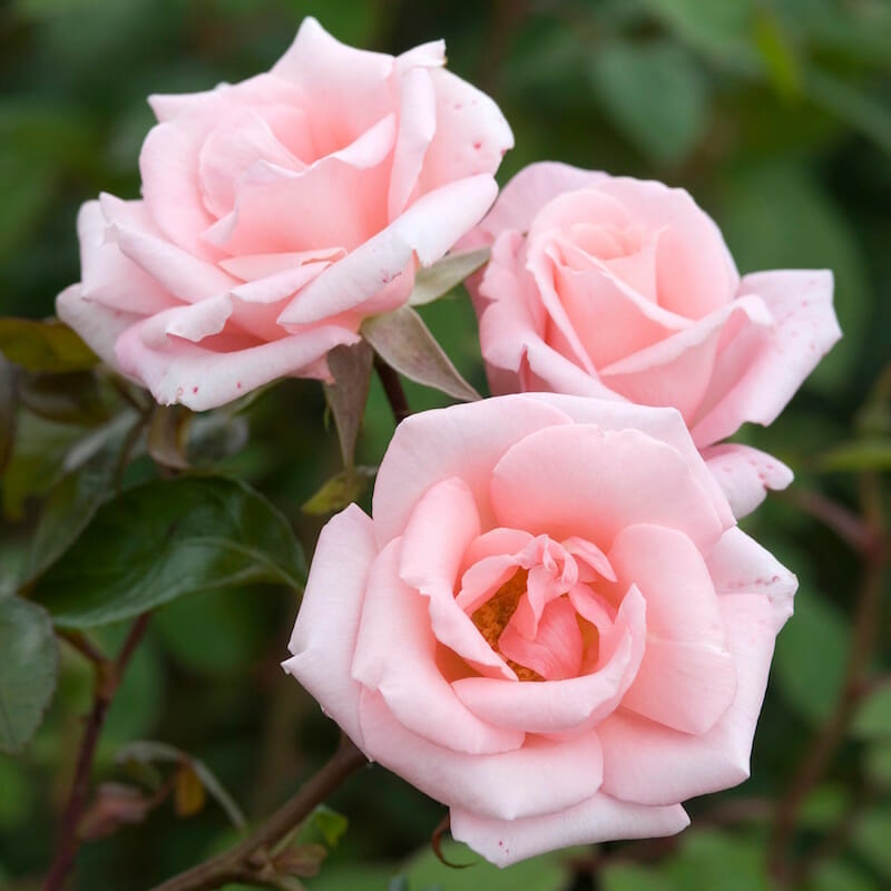 Pink Dawn flower seeds