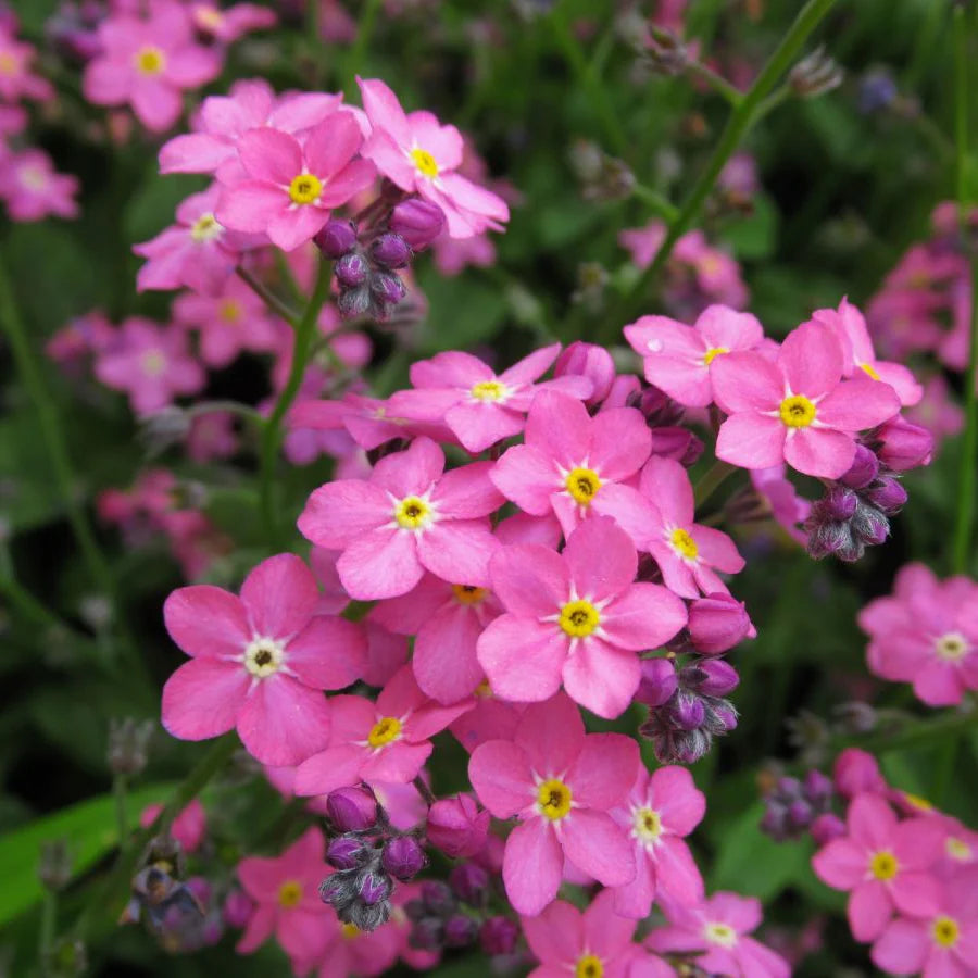 Pink Myosotis flower seeds