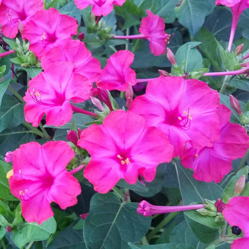 Colorful Four O'Clock plant