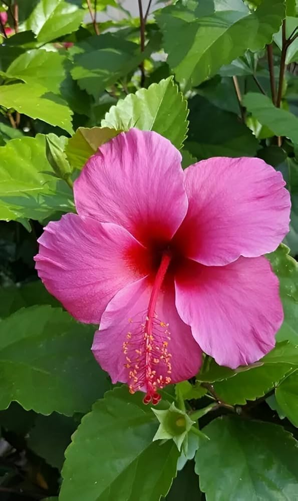 Pink Hibiscus flower seeds