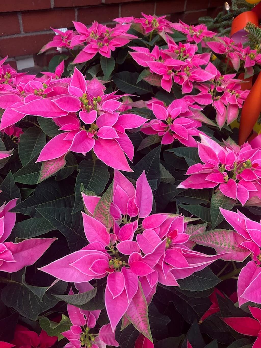 Pink Poinsettia flower seeds