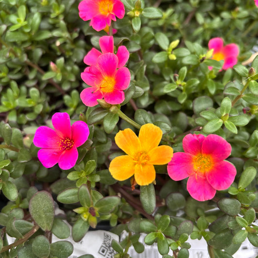 Pink Portulaca flower seeds