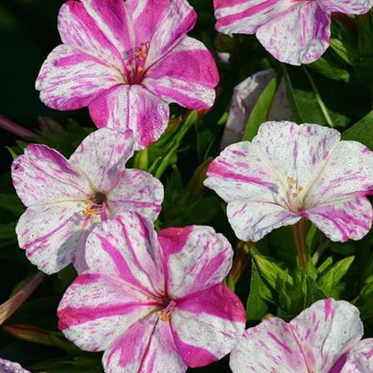 Pink White flower seeds