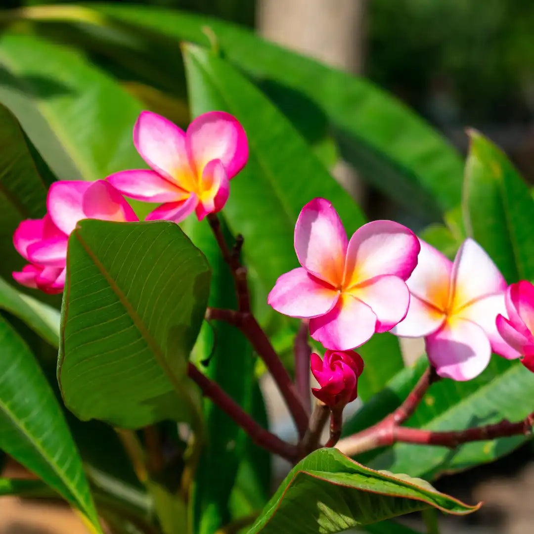Pink Yellow flower seeds
