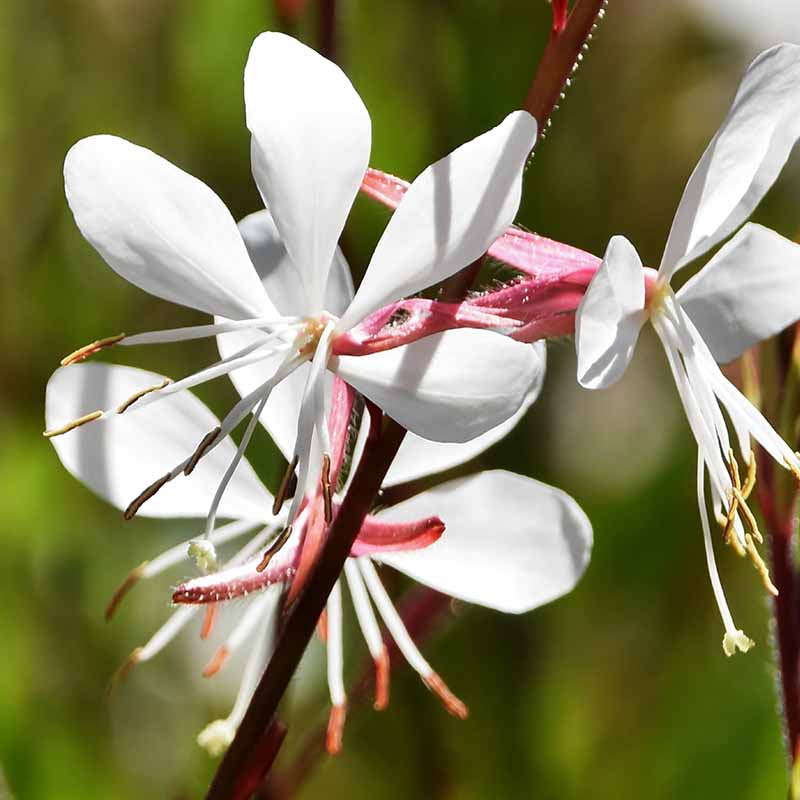 Gaura Lindheimeri flower seeds