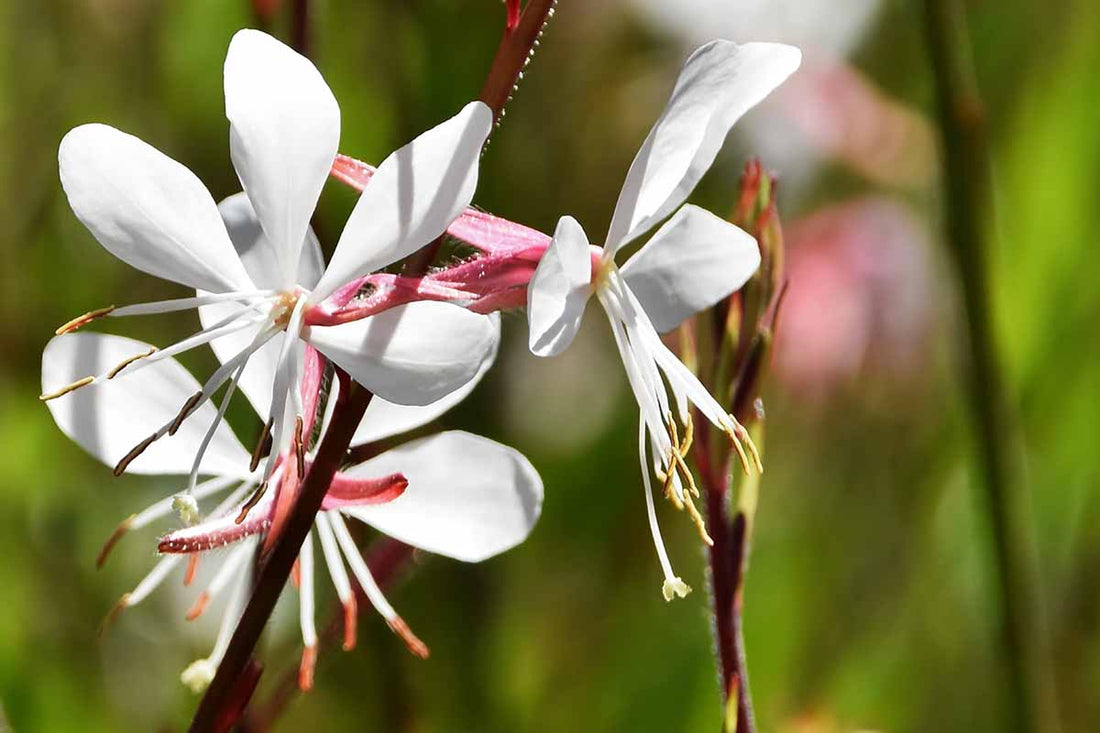 Gaura flower seeds