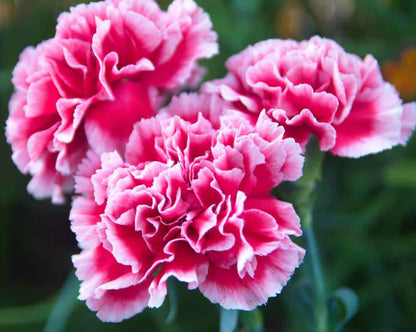 Pink Carnation flower seeds