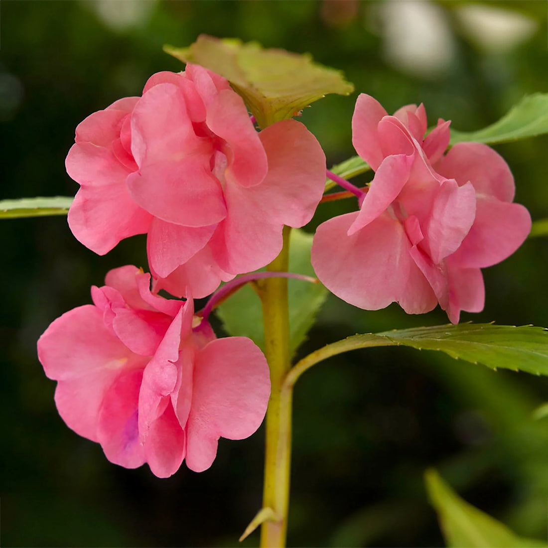 Pink Balsam flower seeds