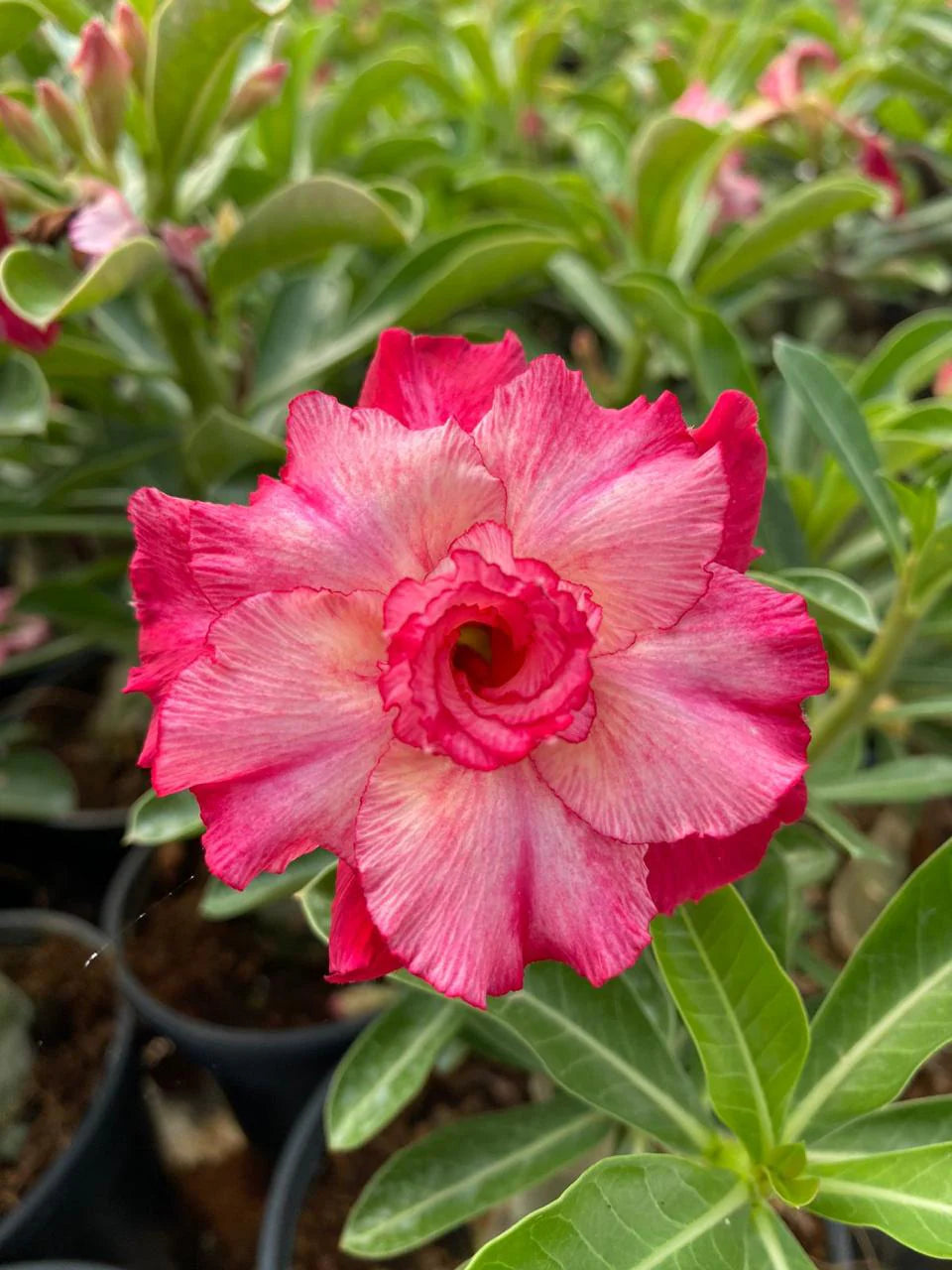 Bonsai Rose flower seeds