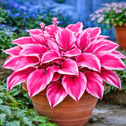 Pink Hosta plant