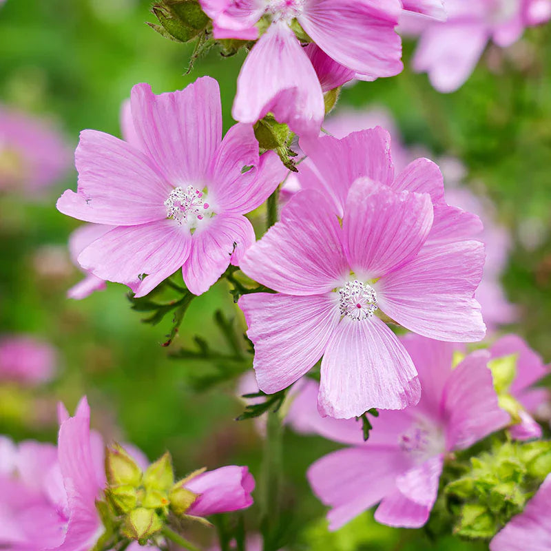 Pink Musk flower seeds