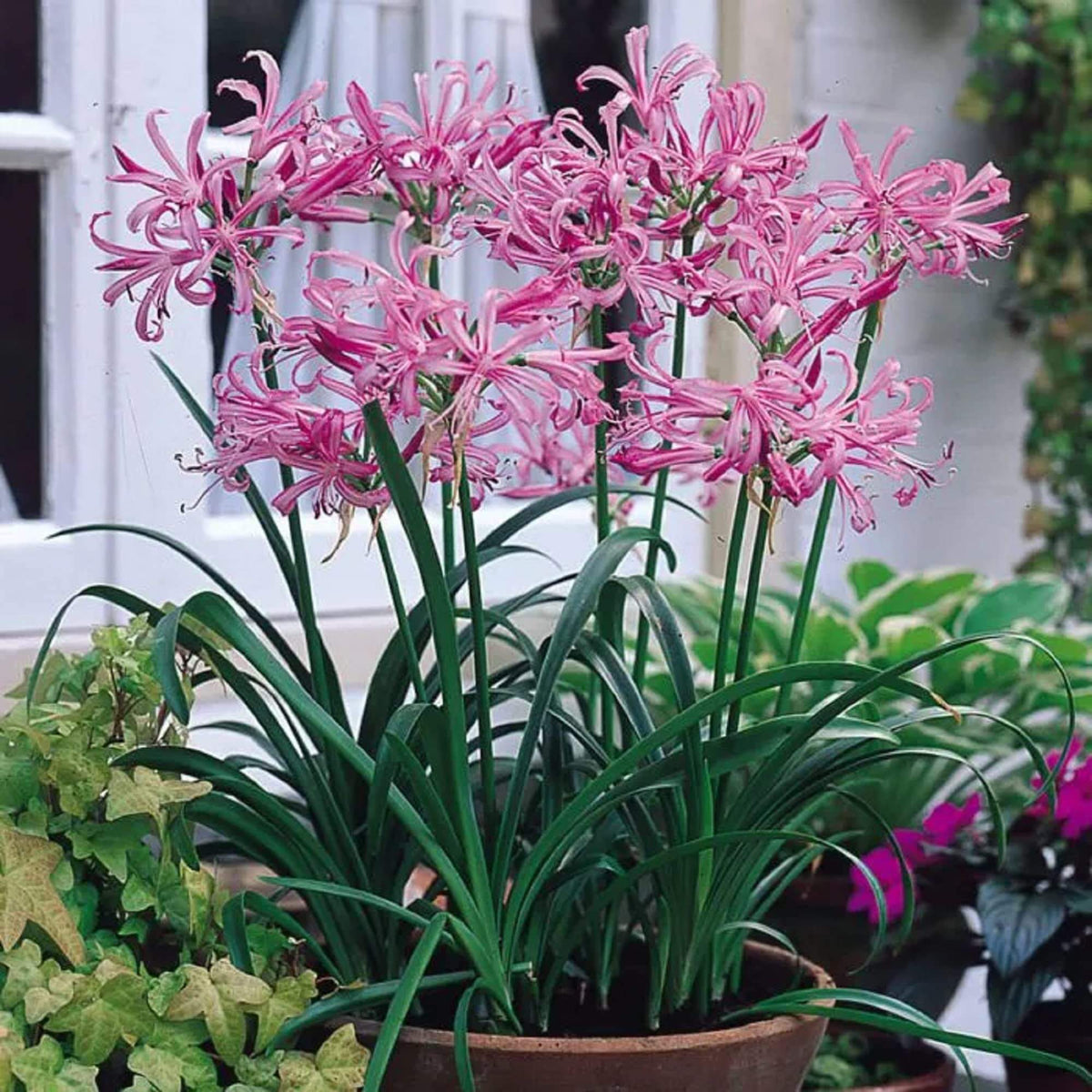 African Lily Agapanthus plant