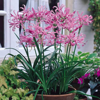 African Lily Agapanthus plant