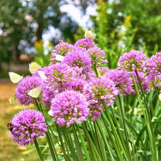Pink Agapanthus plant