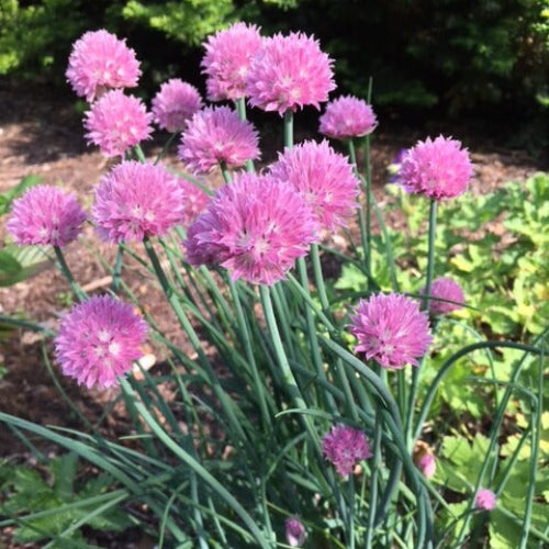 Pink Agapanthus plant