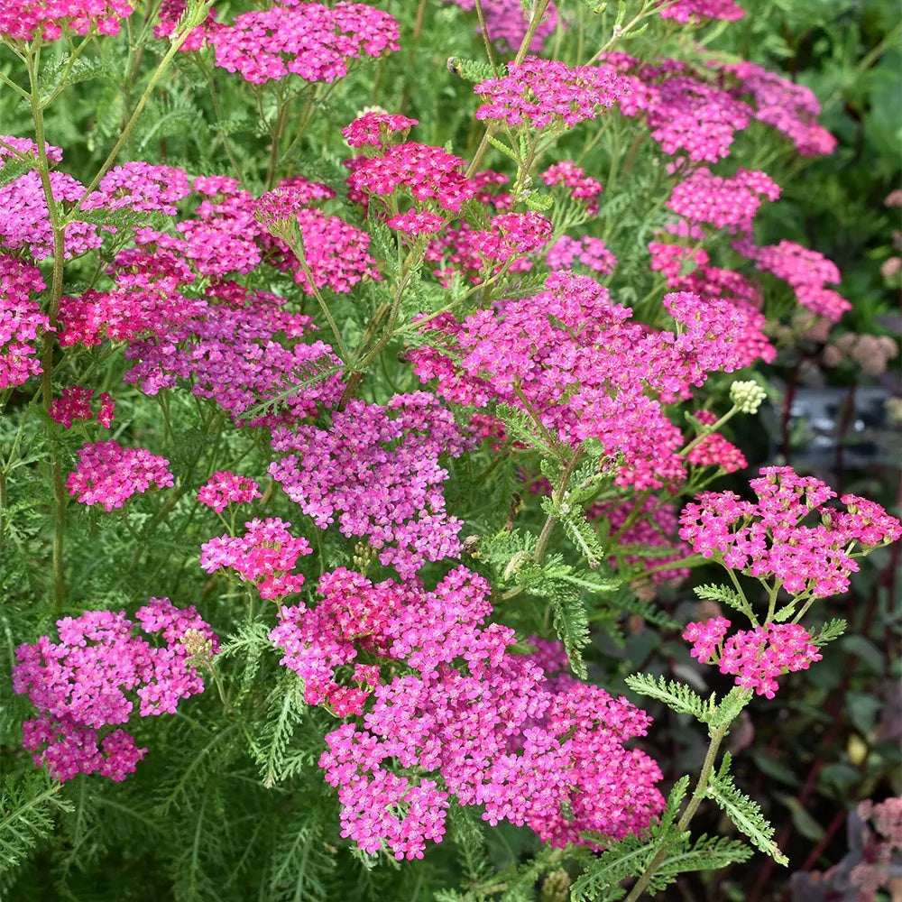 Pink Beauty Achillea plant