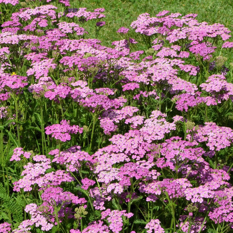 Cerise Queen Yarrow plant