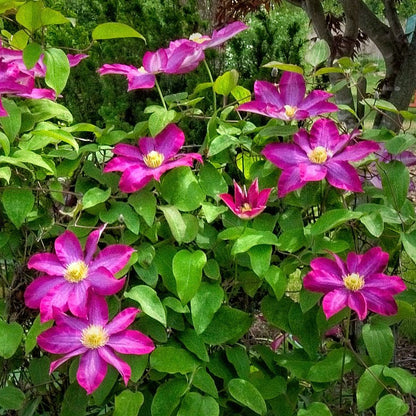 Pink Champagne Clematis plant