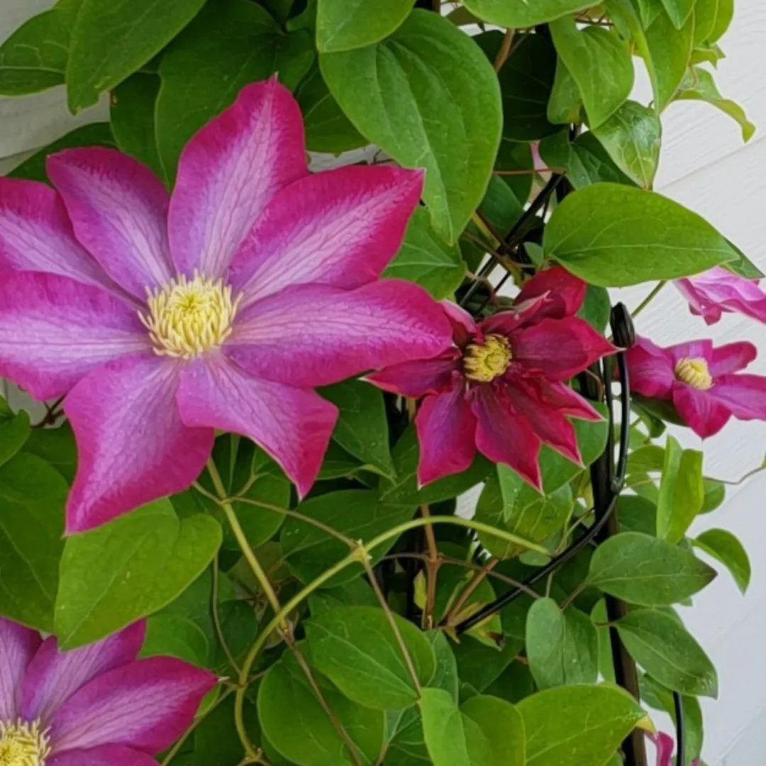 Pink Champagne Clematis plant