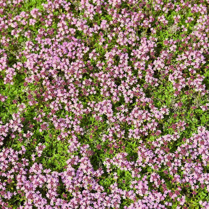 Pink Chintz Thyme plant