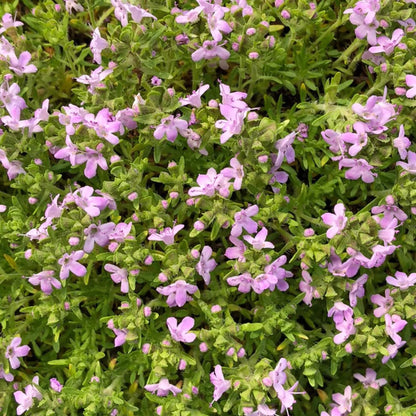 Pink Chintz Thyme plant