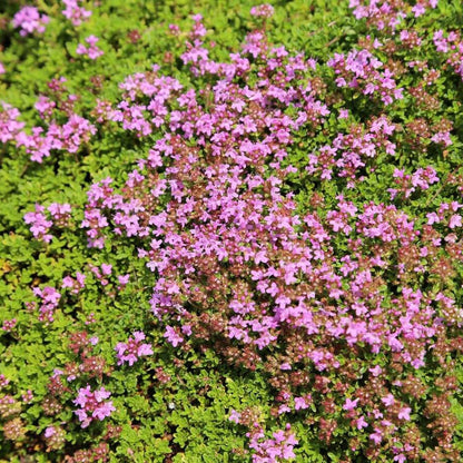 Pink Chintz Thyme plant