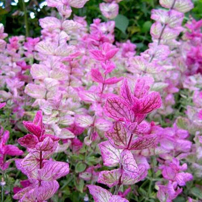 Pink Clary Sage plant