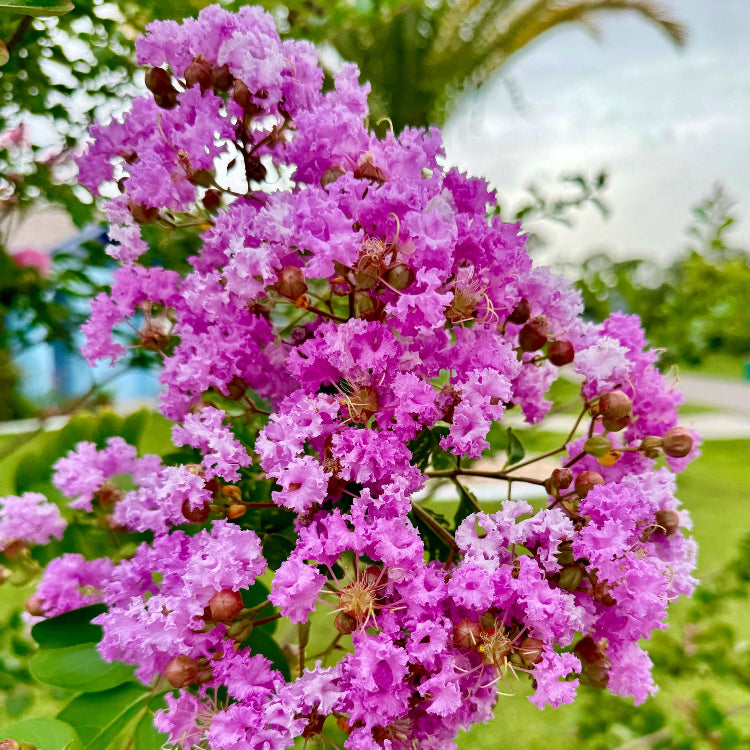 Pink Crepe Myrtle plant