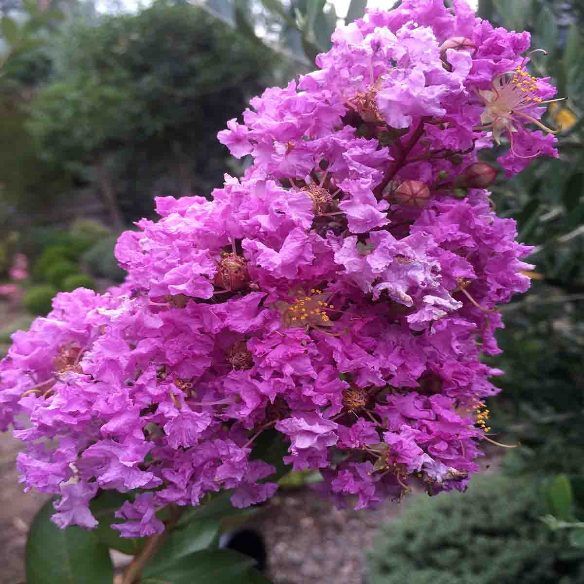 Pink Crepe Myrtle plant