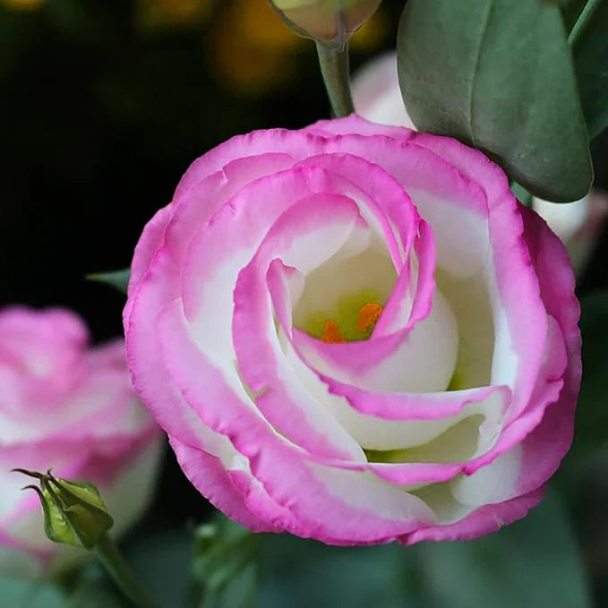 Pink Eustoma flower seeds