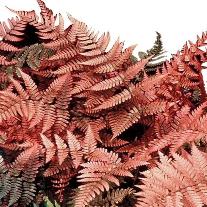 Pink Fern plant
