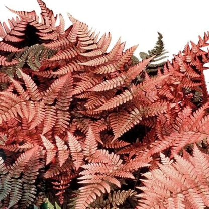 Pink Fern plant