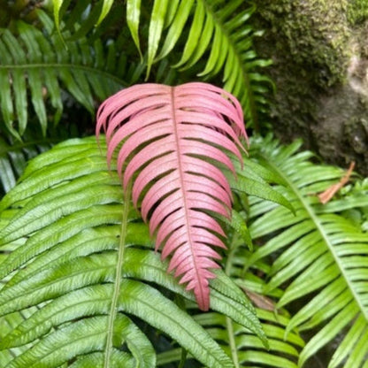 Pink Fern plant