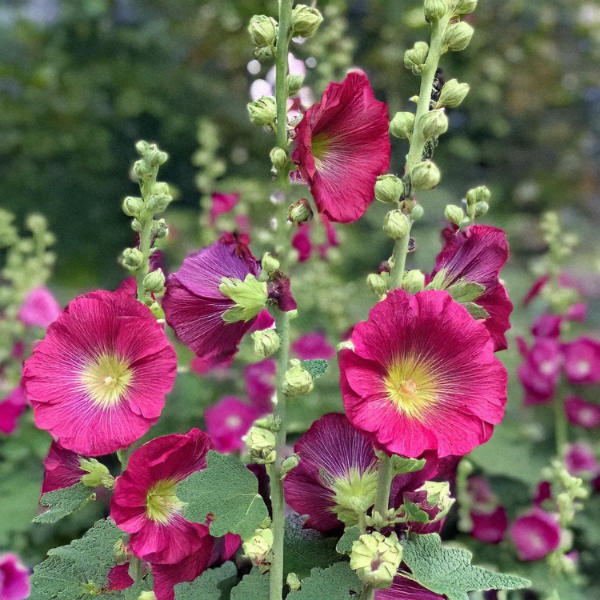 Pink Hollyhock plant