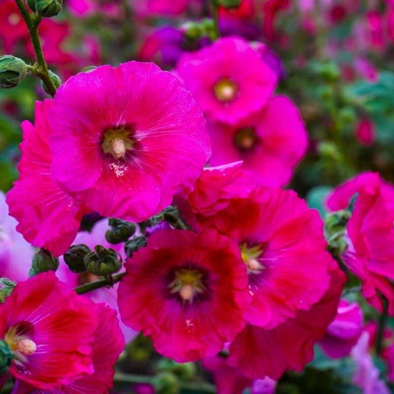 Pink Hollyhock plant