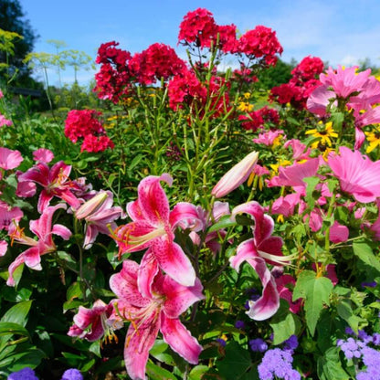 Pink Hollyhock plant
