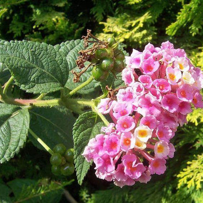 Pink Lantana plant