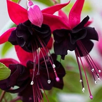 Pink Maroon Fuchsia plant