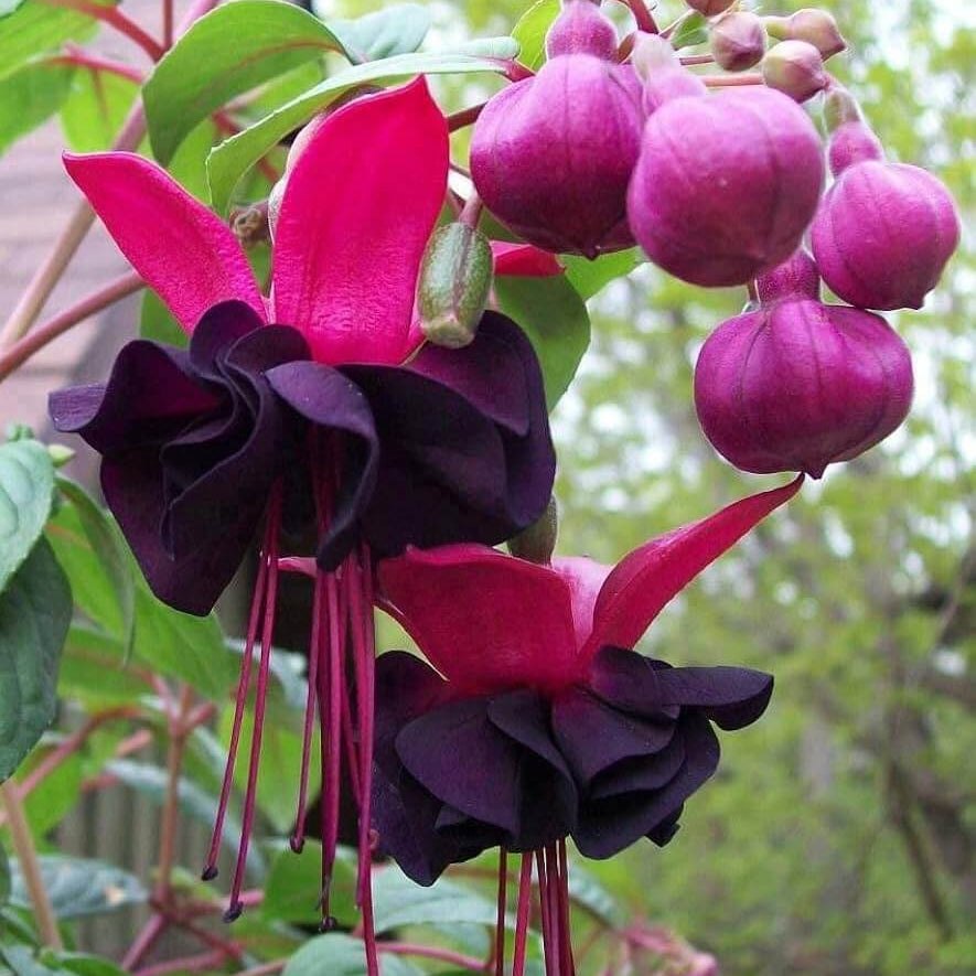 Pink Maroon Fuchsia plant