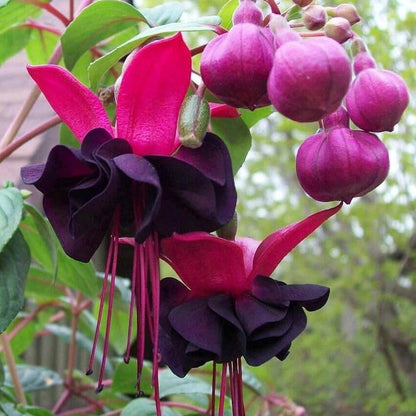 Pink Maroon Fuchsia plant