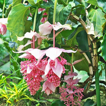 Pink Medinilla Magnifica plant