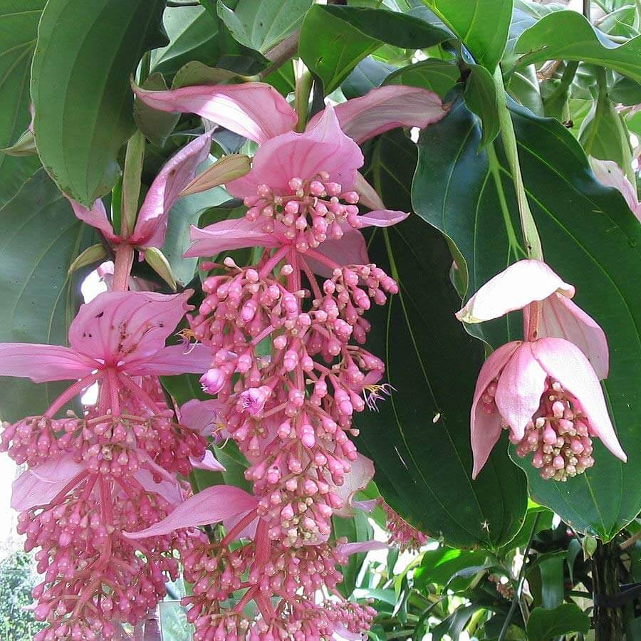 Pink Medinilla Magnifica plant