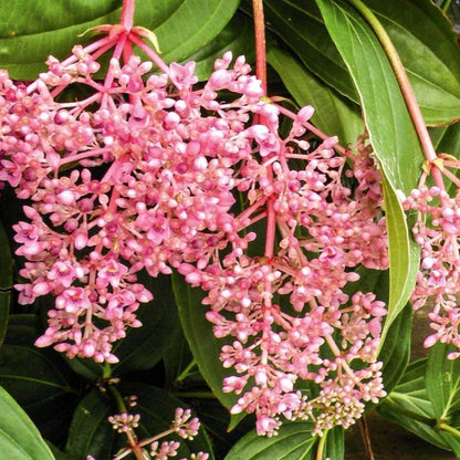 Pink Medinilla Magnifica plant