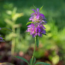 Pink Mint plant