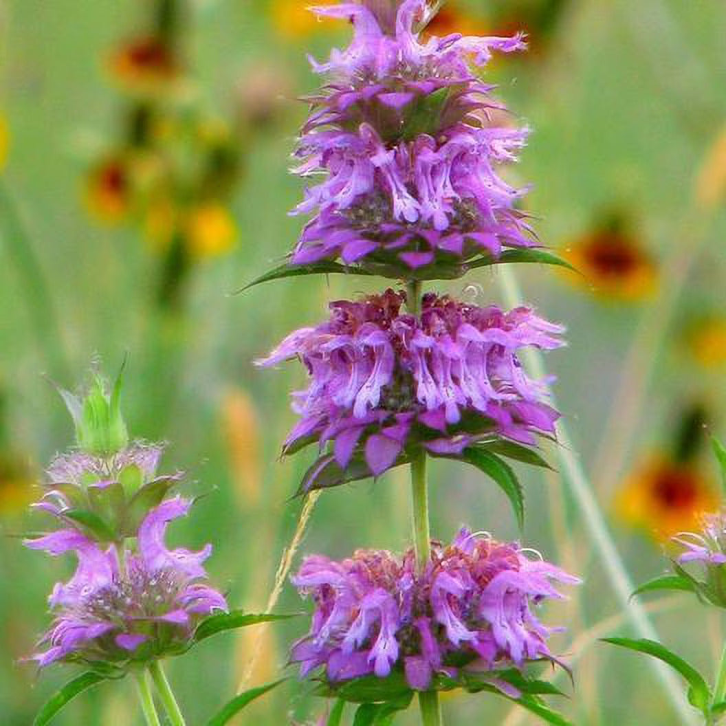 Pink Mint plant