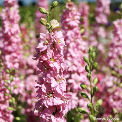 Pink Mix Delphinium plant